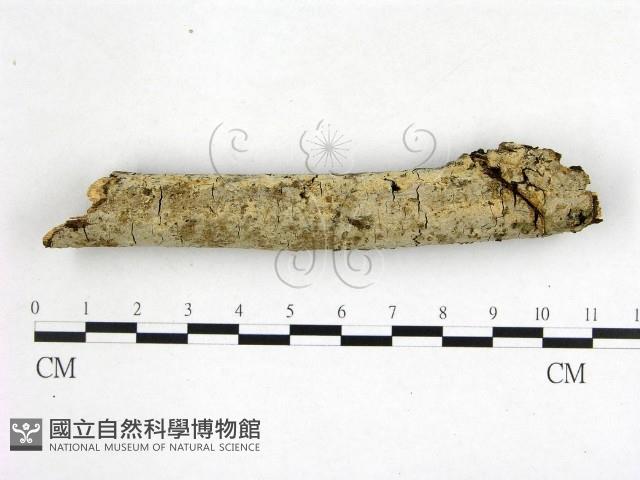 絲皮菌屬藏品圖，第1張