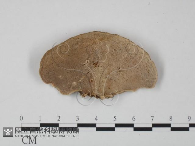 登錄號:F0012646藏品圖，第1張