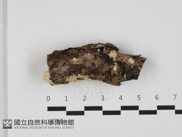 登錄號:F0032646藏品圖，第1張