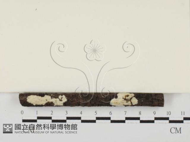 盤革菌屬藏品圖，第1張