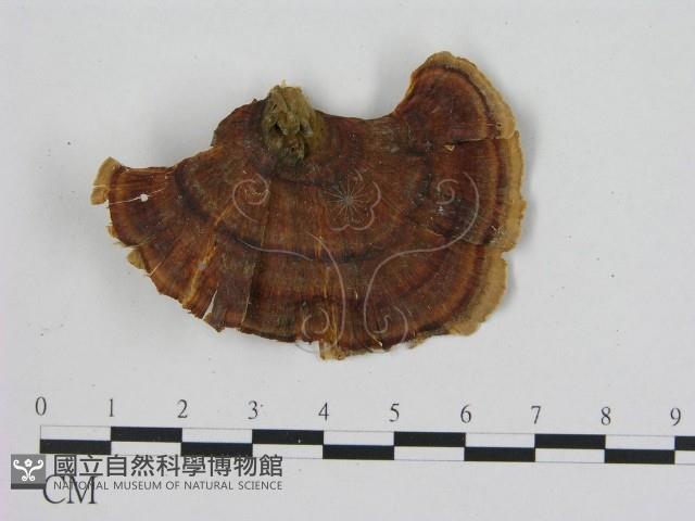 相鄰小孔菌藏品圖，第1張