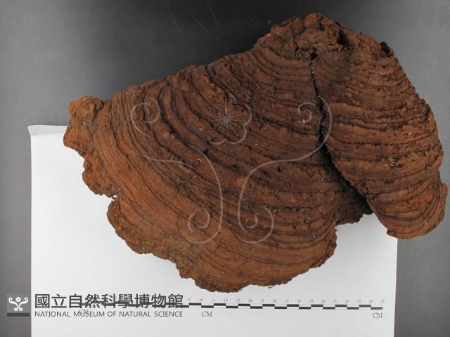 木層孔菌屬藏品圖，第1張