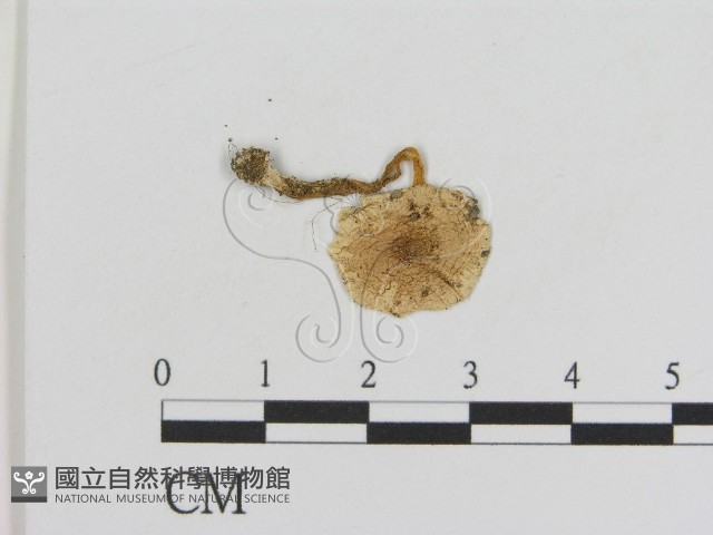 登錄號:F0005646藏品圖，第1張