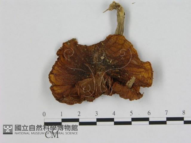 登錄號:F0015646藏品圖，第1張