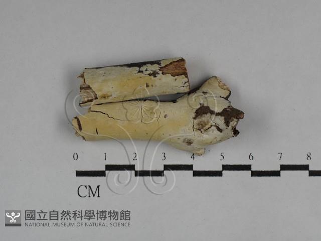 絲齒菌屬藏品圖，第1張