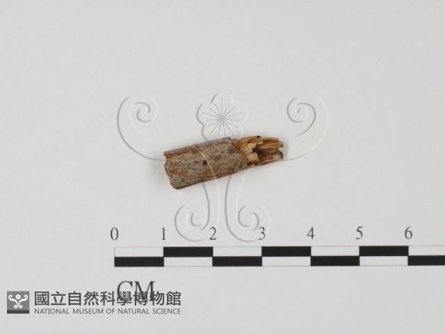 登錄號:F0019646藏品圖，第1張