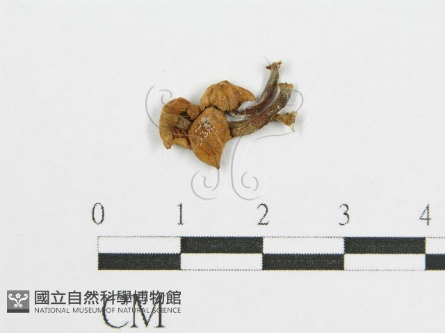 登錄號:F0003646藏品圖，第1張