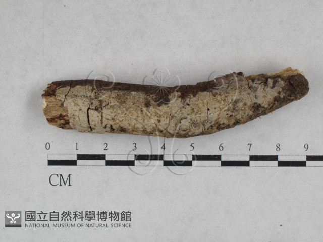 傑克菌屬藏品圖，第1張