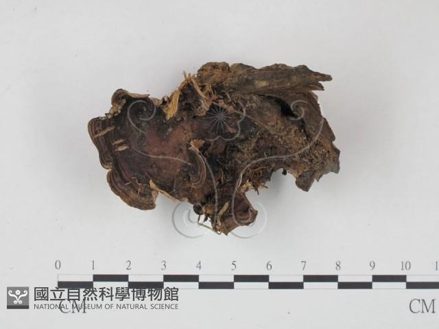 登錄號:F0008446藏品圖，第1張