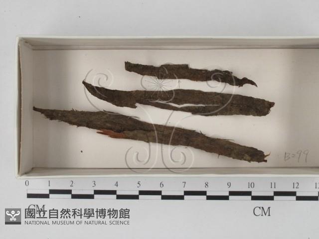 登錄號:F0018446藏品圖，第1張