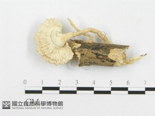 波邊革菌屬藏品圖，第1張
