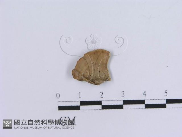 登錄號:F0000446藏品圖，第1張