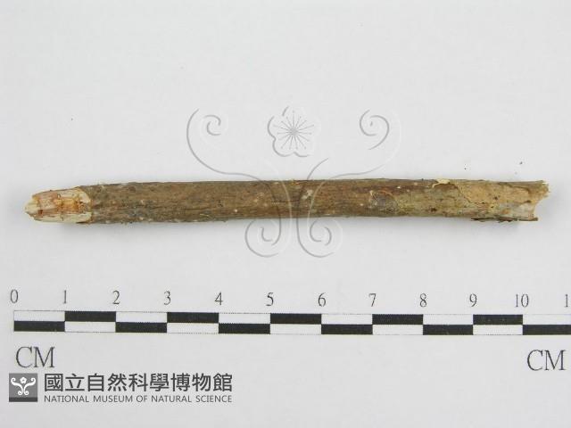 微皮傘屬藏品圖，第1張