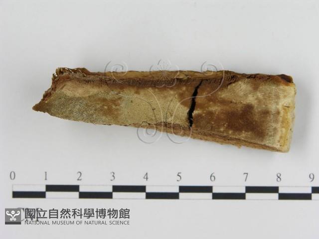 登錄號:F0006446藏品圖，第1張