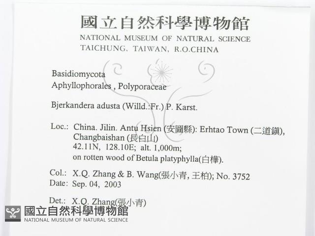 煙管菌藏品圖，第3張