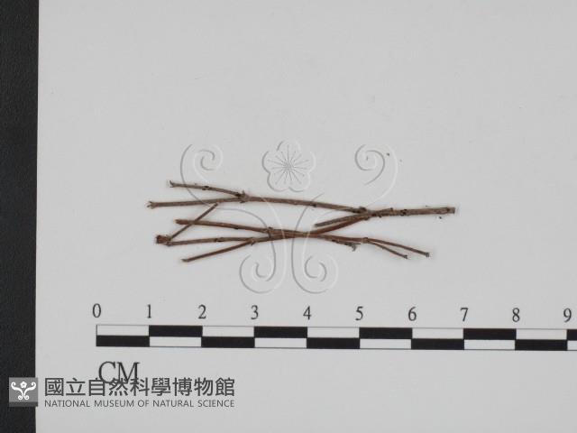 登錄號:F0011446藏品圖，第1張