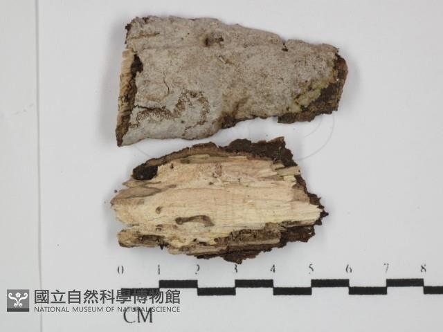 登錄號:F0031446藏品圖，第1張