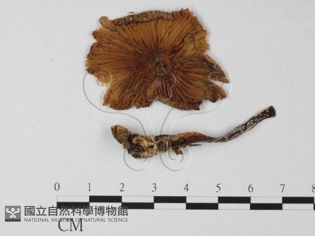 登錄號:F0004446藏品圖，第1張