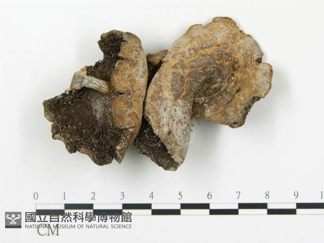 傘菌屬藏品圖，第1張