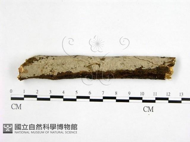 刺皮菌屬藏品圖，第1張