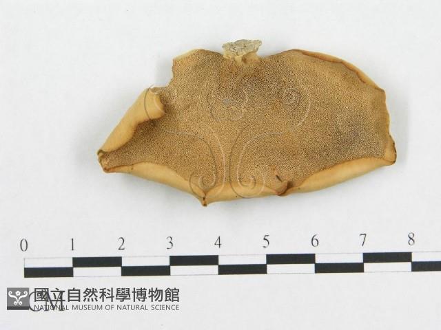 多孔菌屬藏品圖，第1張