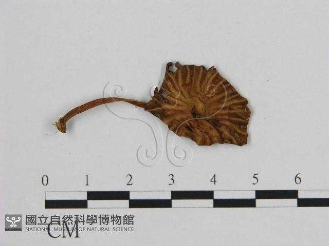 小皮傘屬藏品圖，第1張