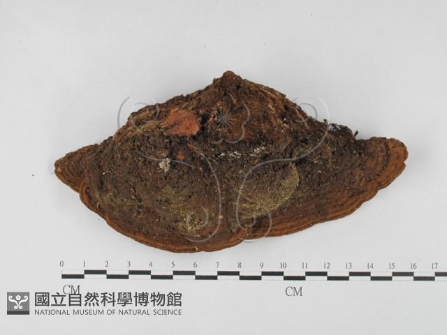 登錄號:F0027446藏品圖，第1張