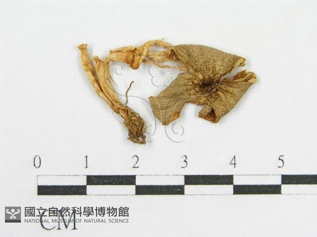 登錄號:F0007446藏品圖，第1張