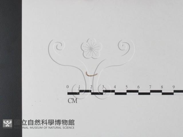 登錄號:F0025446藏品圖，第1張