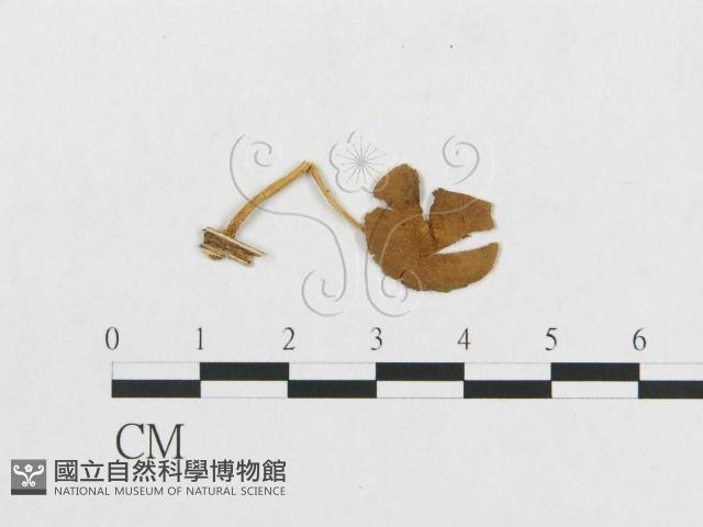 登錄號:F0005446藏品圖，第1張