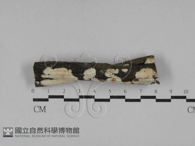 韌革菌屬藏品圖，第1張