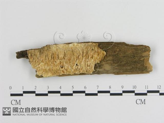 登錄號:F0009446藏品圖，第1張