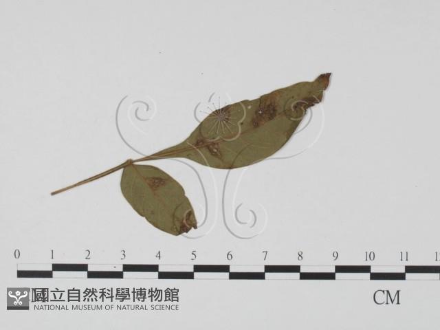 登錄號:F0019446藏品圖，第1張
