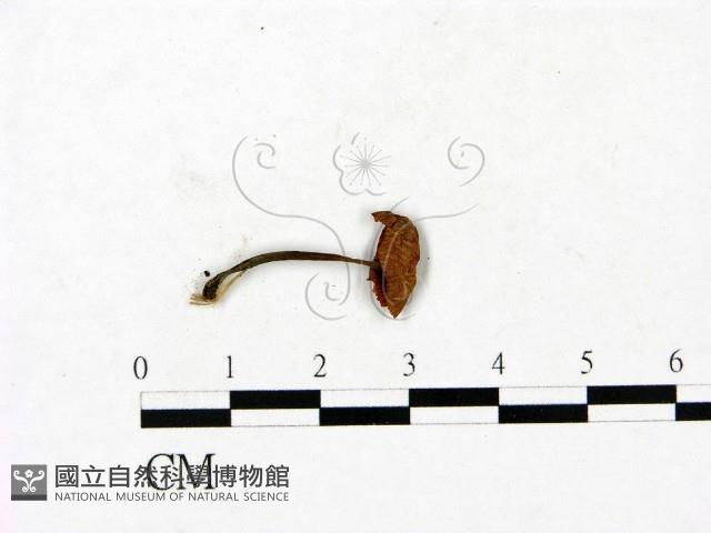 登錄號:F0023446藏品圖，第1張