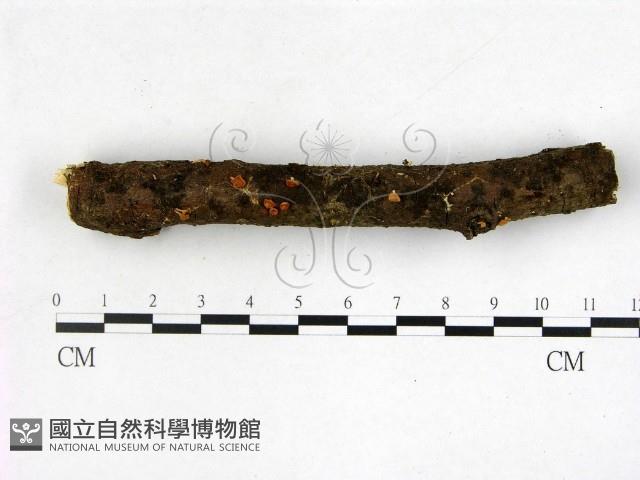登錄號:F0003446藏品圖，第1張