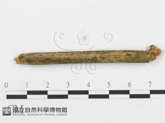 登錄號:F0013446藏品圖，第1張