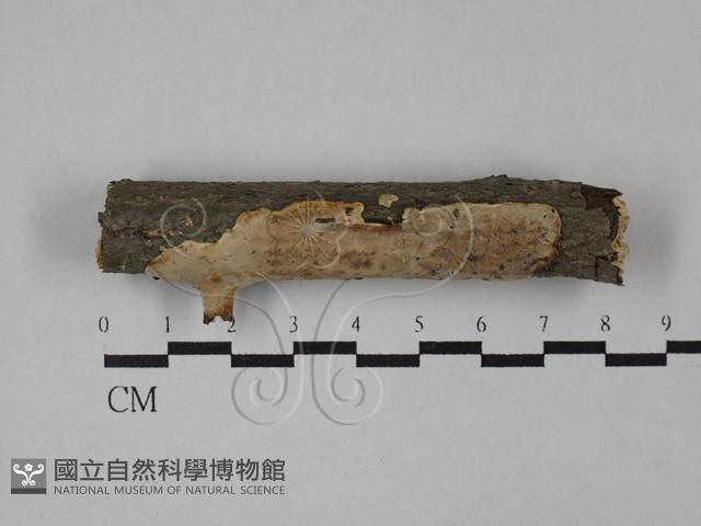 刺皮菌屬藏品圖，第1張