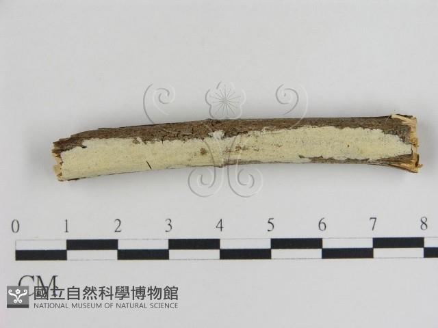 登錄號:F0008746藏品圖，第1張