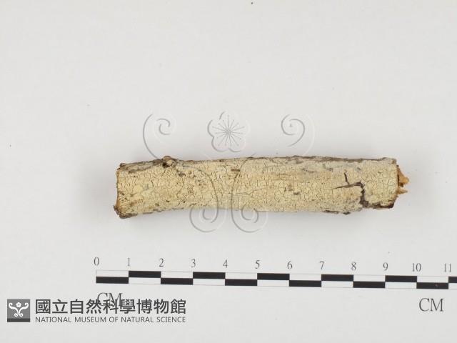 冇骨消絲齒菌藏品圖，第1張