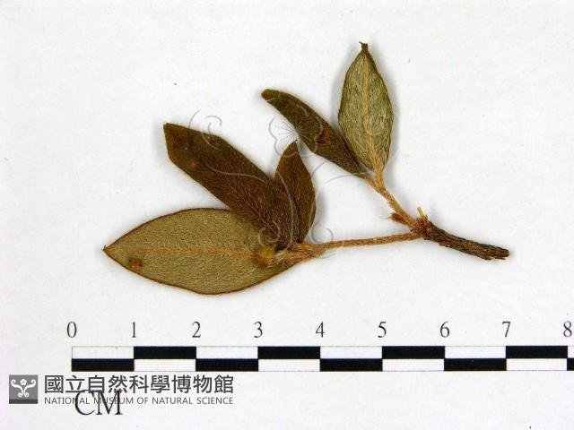 登錄號:F0020746藏品圖，第1張