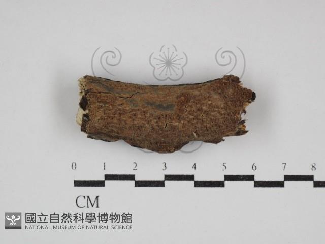 登錄號:F0030746藏品圖，第1張