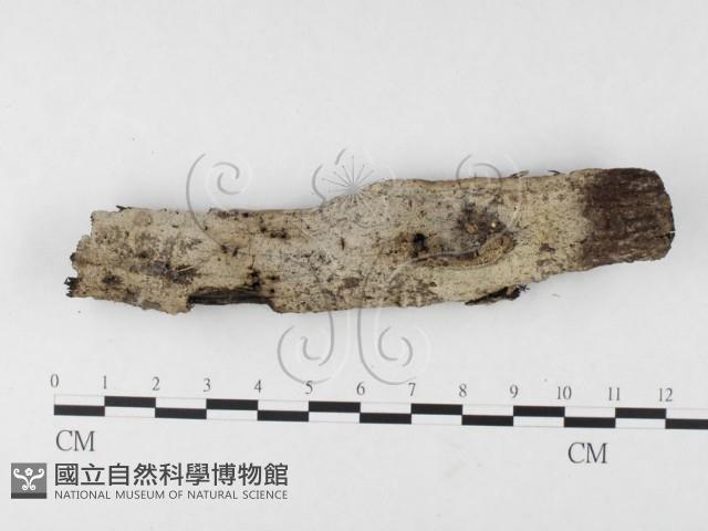 絲皮菌屬藏品圖，第1張