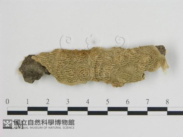 登錄號:F0006746藏品圖，第1張