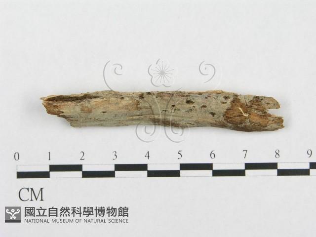 登錄號:F0016746藏品圖，第1張