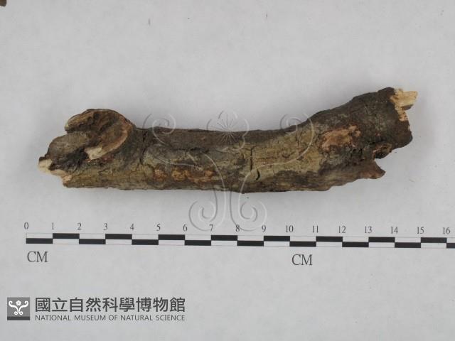 登錄號:F0021746藏品圖，第1張