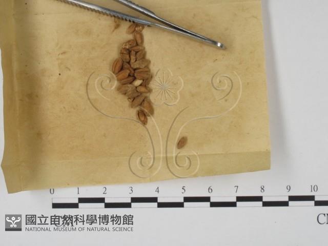 登錄號:F0011746藏品圖，第1張