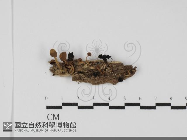 鬼傘屬藏品圖，第1張
