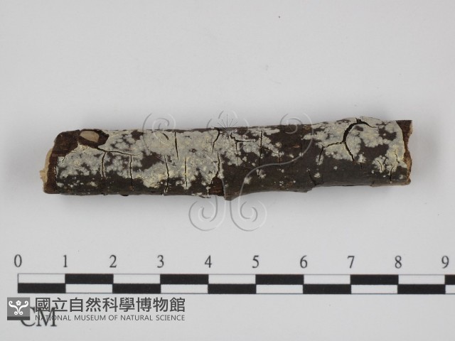 登錄號:F0024746藏品圖，第1張