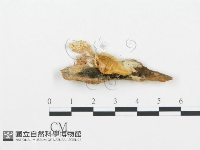 牛樟芝藏品圖，第1張