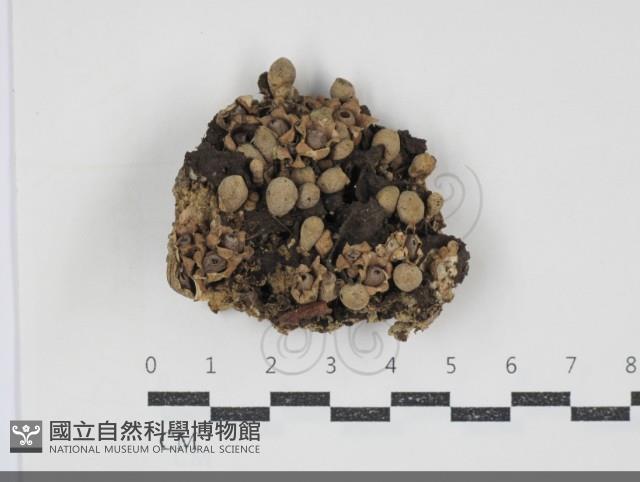 登錄號:F0034746藏品圖，第1張